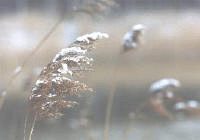 Forum www.psychoterapia-silesia.org.pl Strona G��wna